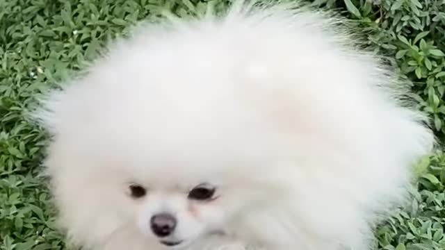 Cutest Beautyful Puppies You NEVER SEEN