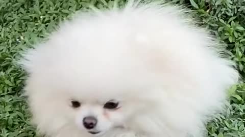 Cutest Beautyful Puppies You NEVER SEEN