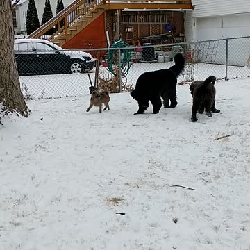 Newfie in the cold