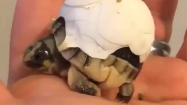 cute baby turtle