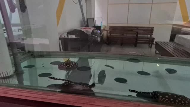 fishes in aquarium at Indonesian restaurant