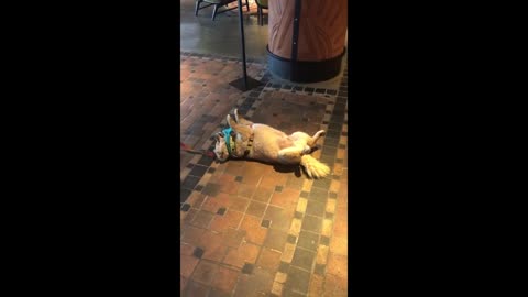 Pup hysterically refuses to continue his walk