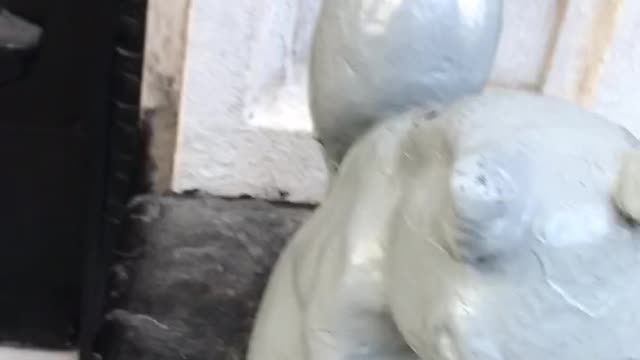 Squirrel in NYC
