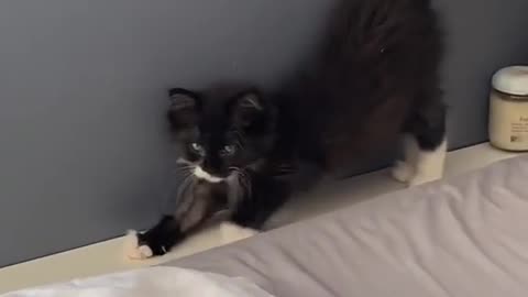 cat doesnt know edge of bed