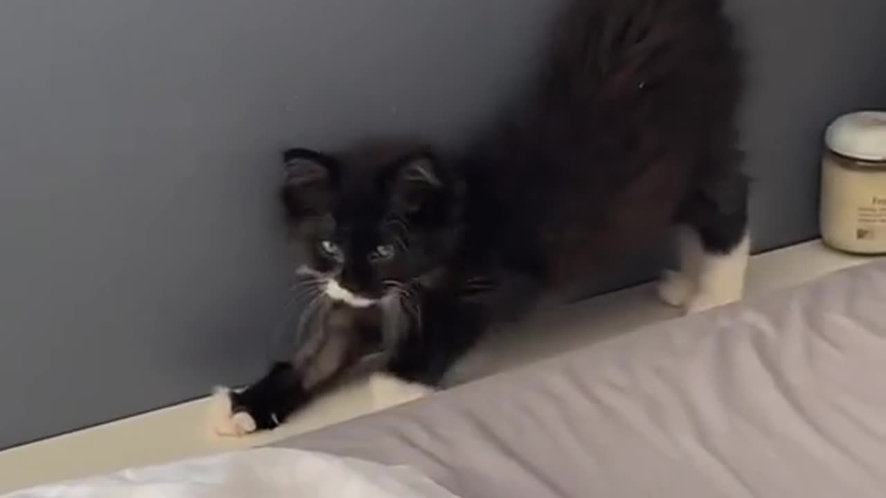 cat doesnt know edge of bed