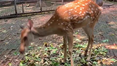 Sika deer