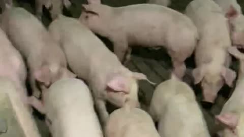 Many pigs in the pen.