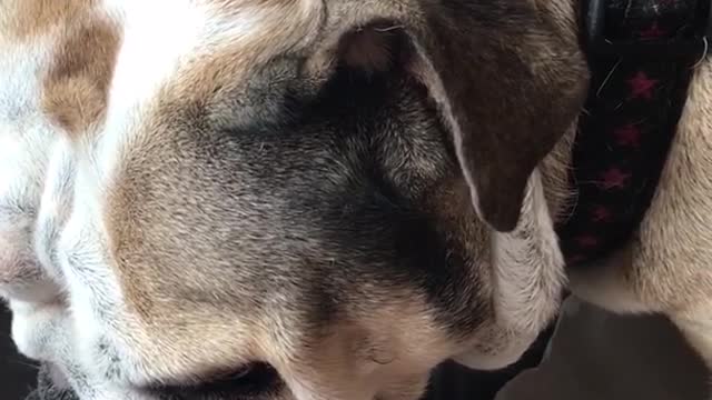 Pizza box on dogs head