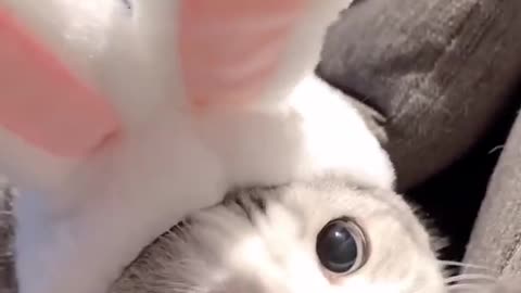 cute cat video