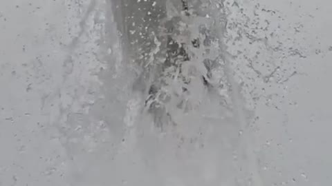 The shark
