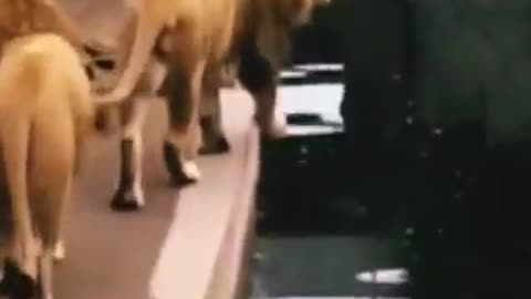 fully animals fall