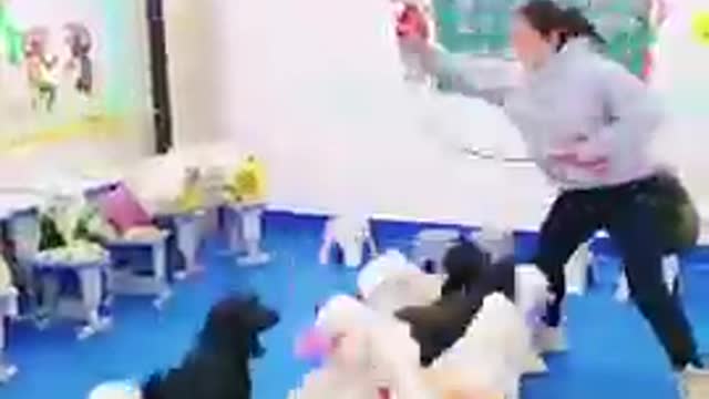 Dogs - Baby dogs - funny and fluffy (35) / Cães - Filhotes - engraçados e fofos (35) #shorts