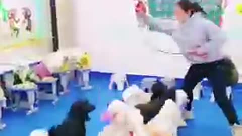 Dogs - Baby dogs - funny and fluffy (35) / Cães - Filhotes - engraçados e fofos (35) #shorts