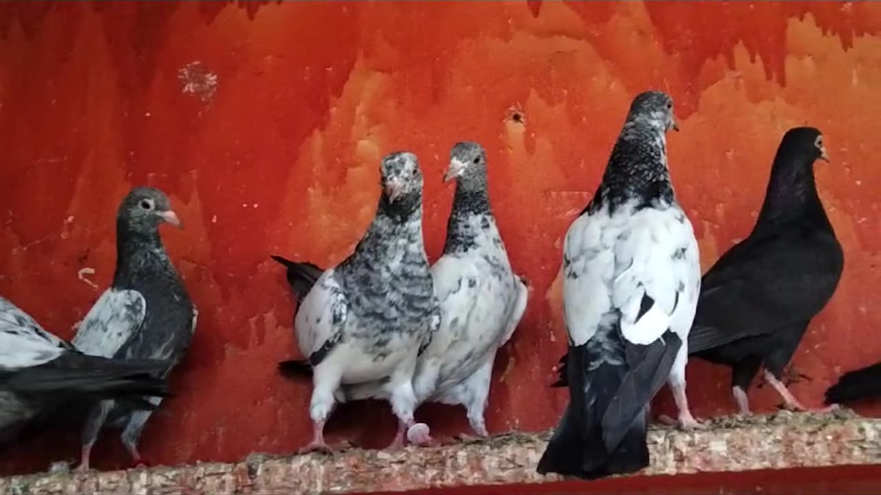 Beautiful pigeon breeder pair best flying