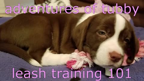 TUBBY TV LEASH TRAINING