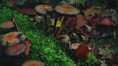 Wild Mushroom Growing In Wet Soil!!!