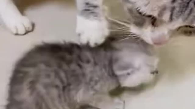 Lovely Cat fight for the food, Don't miss to Watch!