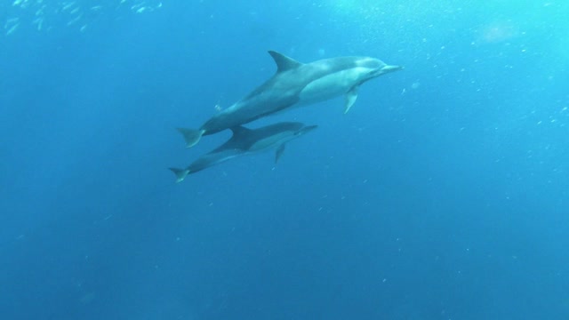 A mother and baby dolphin swimming pass by a group of sardines