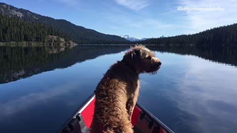 Dog on a boat in the middle of a beautiful lake