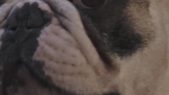Lebrador Retriver