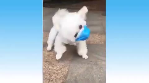 funny animal pet videos compilation