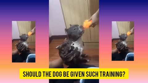 Should The Dog Be Given Such Training?🐕Funny Dog