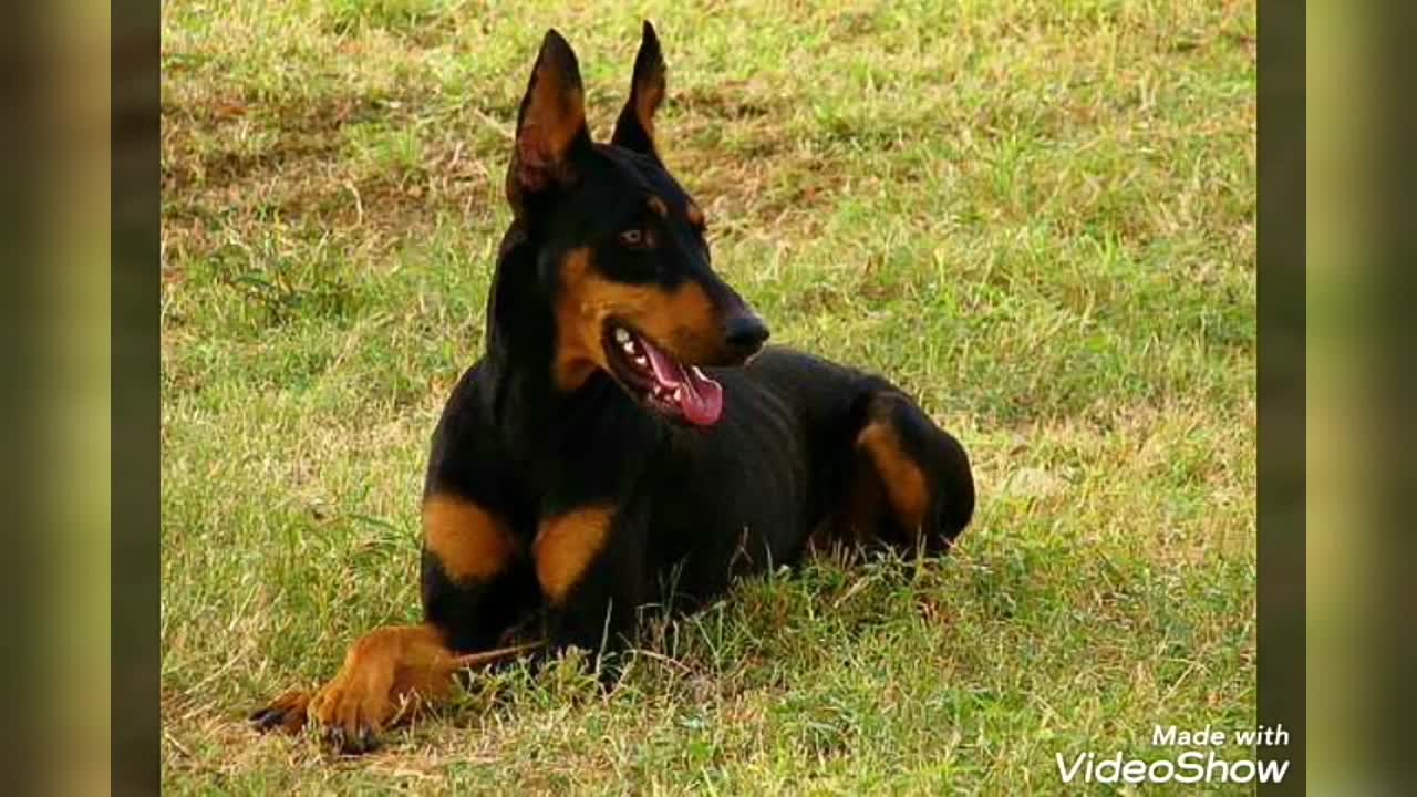 Los 10 mejores perros del mundo