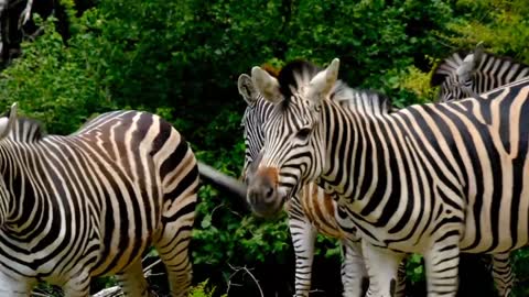 😃 🐼 Savannah aquatic land animals 🐼 😃