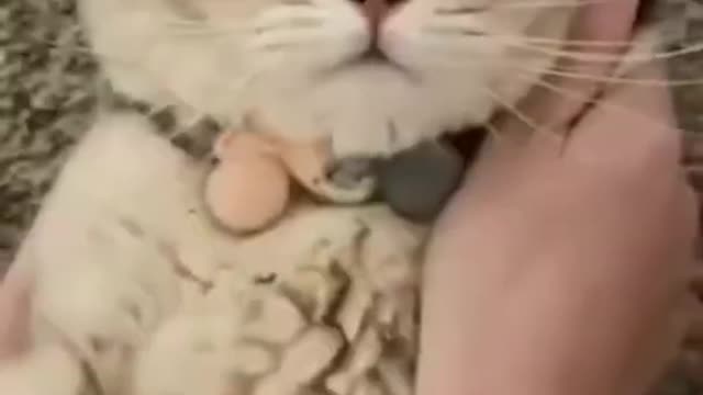 Cat Mobile Phone 📱 Pets cute moments | Cats funny moves in action videos