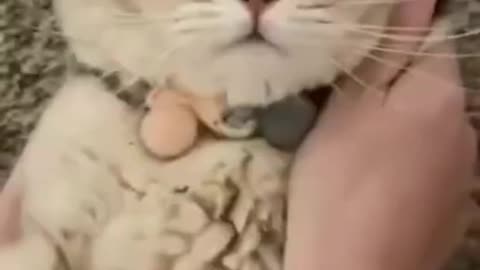 Cat Mobile Phone 📱 Pets cute moments | Cats funny moves in action videos