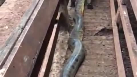 Anaconda attacks cow