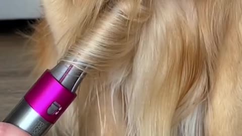 dyson air wrap... can also b used to style your dog