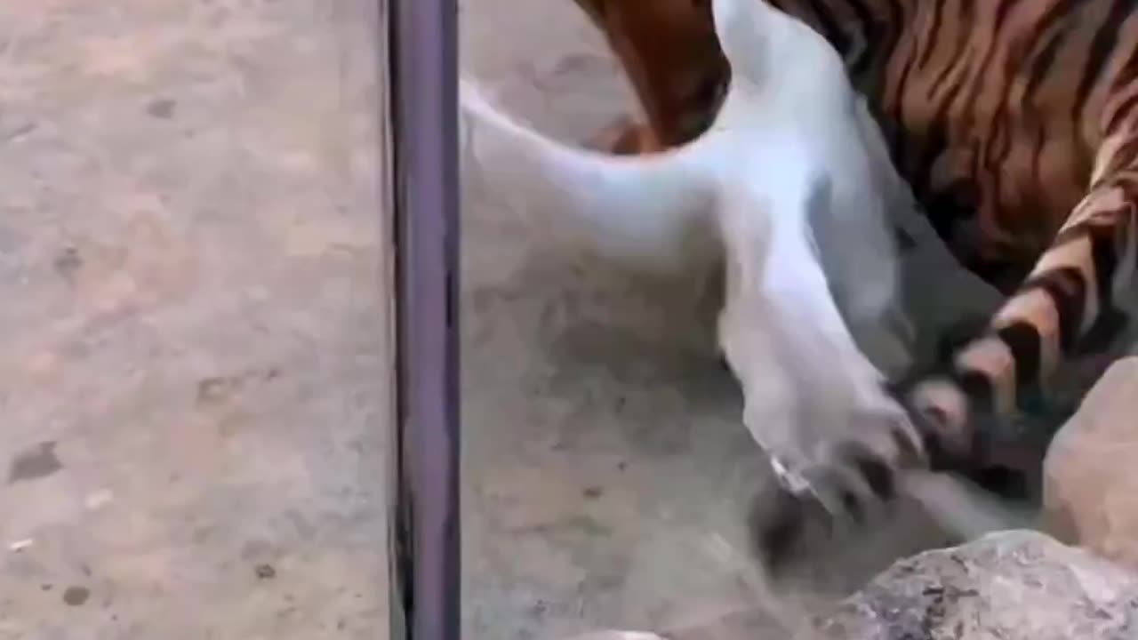 Power of a 🦆 duck😃