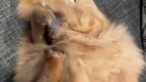 Hilarious cat videos 2021,