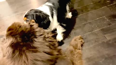 Cute Cavalier has no fear of Big Newfie brother