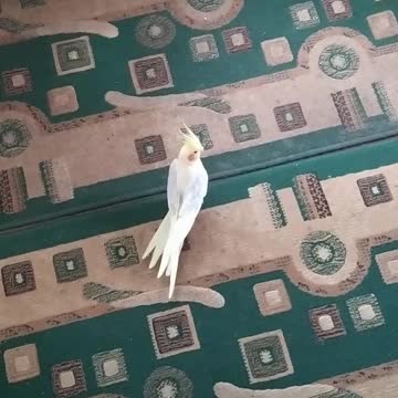 this is the angry parrot Kesha