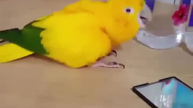 cute bird dancing