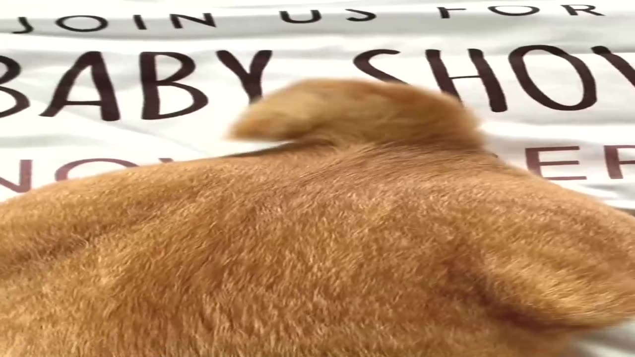 What will happen if you charge the cat?