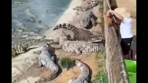 Crocodile shoot video