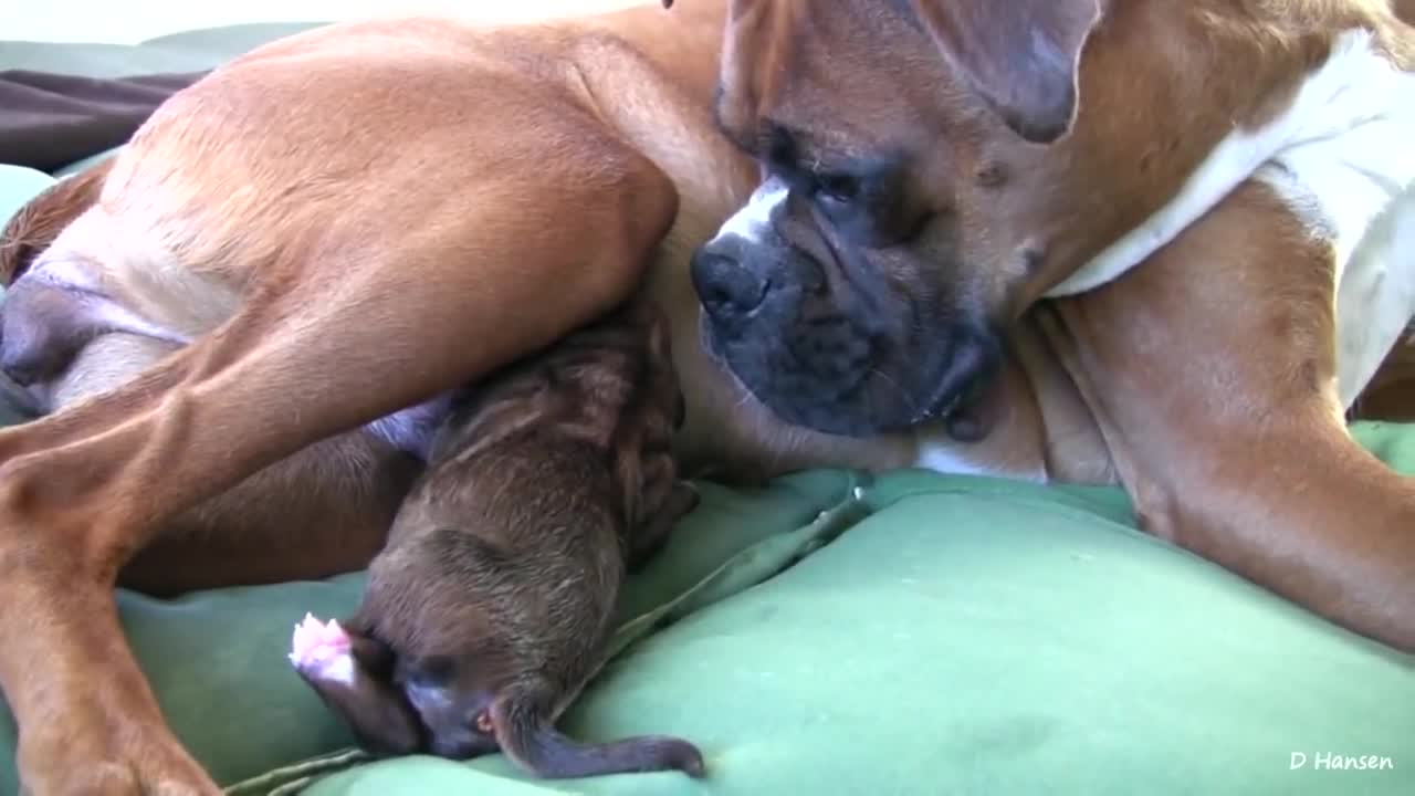 Amazing Puppy Birth Part 1