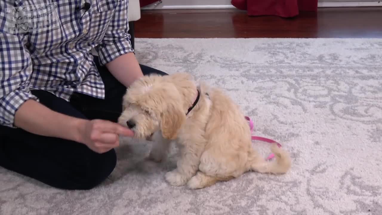 How to Teach your Puppy to Sit and Stay