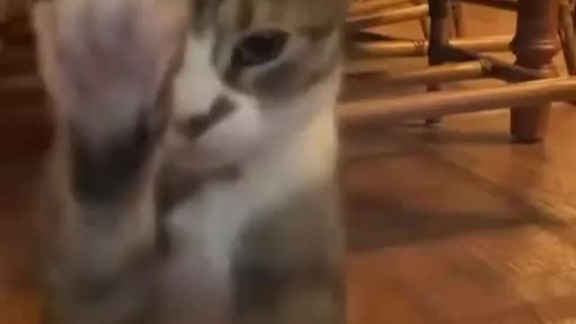 WTH!!! Is this cat playing a pianoš±