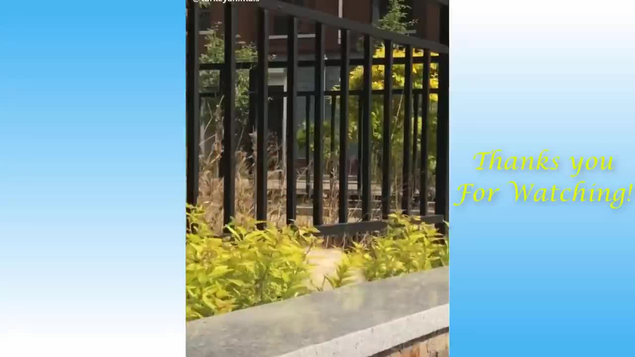 beautiful and funny pets