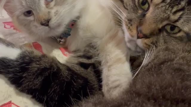 Two of my critters