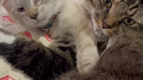 Two of my critters