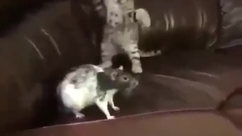 Funny cat plays with mouse