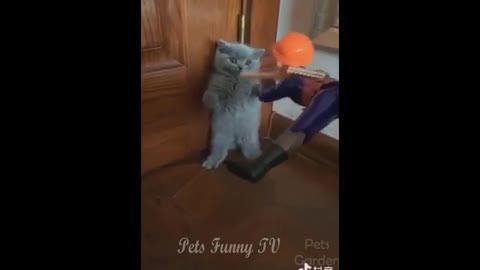 Most interesting Pets Funny Complition Cats | Awesome Funny Pet Animals Videos