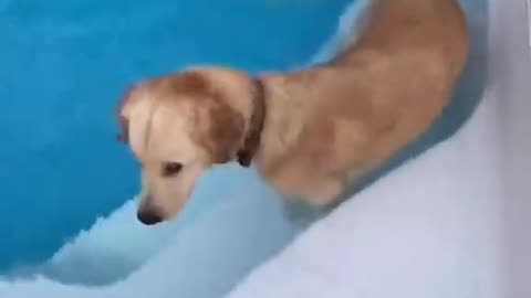 Funny Dog