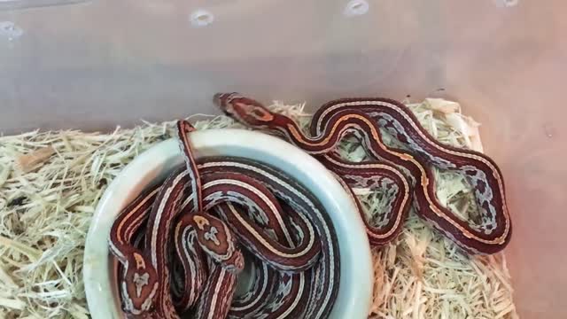 Corn Snake Collection