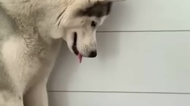 The gentle husky 🥺